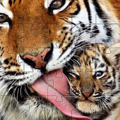 Tiger Jigsaw Puzzles  Games - Screenshot 2
