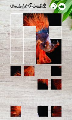 Wonderful Animals 2 - Screenshot 4