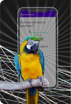 Metres in parrots - Screenshot 1