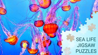 Sea life jigsaw puzzles games - Screenshot 2