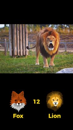 Fox or Lion - Screenshot 4