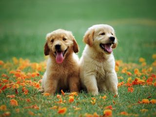 Puppies Jigsaw Puzzles - Screenshot 3
