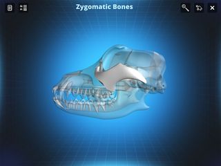 Bone Viewer - Dog Skull - Screenshot 2