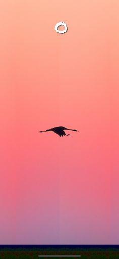 SilhouetteBird - Screenshot 1