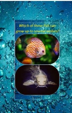 Fish test - Screenshot 2