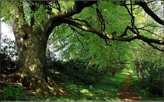 Nature Jigsaw Puzzles - Screenshot 3