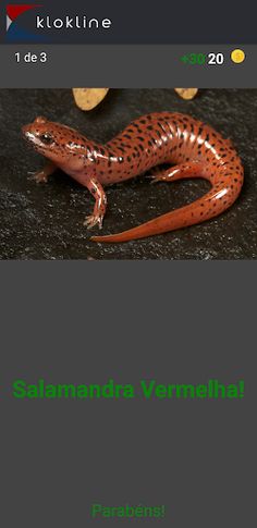 66 Répteis e Anfíbios Desafio - Screenshot 3