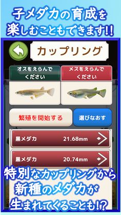 Medaka Aquarium Breeder - Screenshot 4