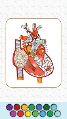 Anatomy Coloring Book - Screenshot 4