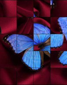 Quebra-Cabeça de Borboletas - Screenshot 3