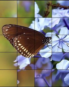 Quebra-Cabeça de Borboletas - Screenshot 4