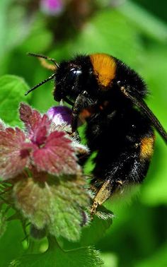 Variety Puzzle - Screenshot 3