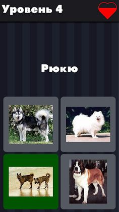 Dogs - photo quiz for dog love - Screenshot 3