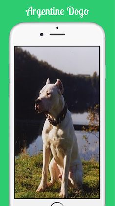 Argentine Dogo - Screenshot 1