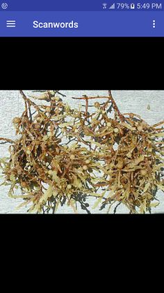 Scanwords - Screenshot 1