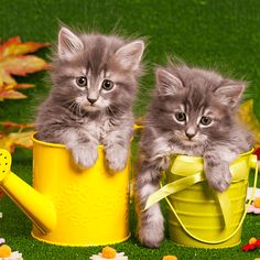 Jigsaw Puzzle On - Screenshot 4