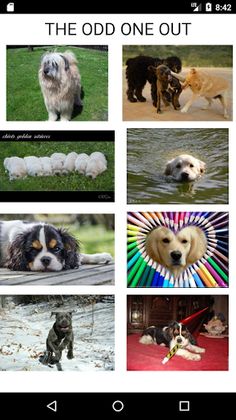 How Many Of These Dog Breeds D - Screenshot 2