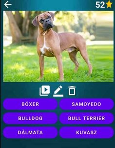 Adivina la raza del Perro - Screenshot 4