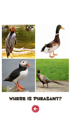 Learn the Birds - Screenshot 3