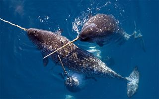 water, sharks and whales - hun - Screenshot 1