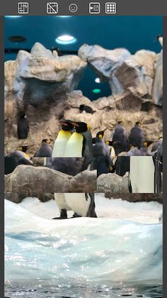 Penguins Swap Pics - Screenshot 2