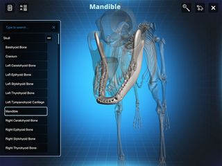 Bone Viewer - Dog Skeleton - Screenshot 3