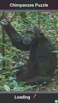 Chimpanzee Puzzle - Screenshot 1