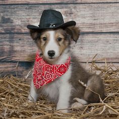 Jigsaw Puzzle On - Screenshot 3