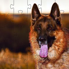 German Shepard Puzzles  Games - Screenshot 4