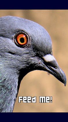 Feed Me - Screenshot 1