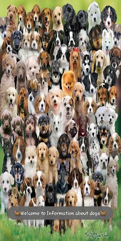 הידעת גזעי כלבים - Screenshot 1