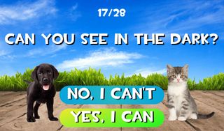 Test what cat or dog am I? Ani - Screenshot 3