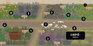 Gyógyító növények számos bajra - Screenshot 3