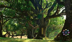 Struggle Forest Escape - Screenshot 3