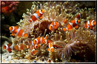 Fish Puzzles Sea Collection - Screenshot 2