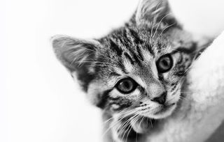 Cats jigsaw puzzles kittens - Screenshot 3