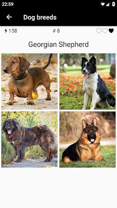 Dog breeds - Photo Quiz - Screenshot 3