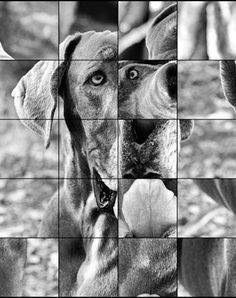 Quebra-Cabeça de Cães - Screenshot 4