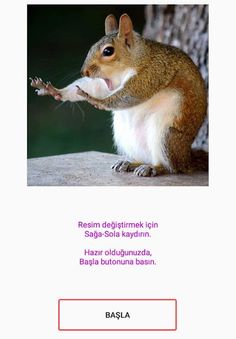 Puzzle - Animals - Screenshot 4