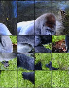 Quebra-Cabeça de Animais - Screenshot 2