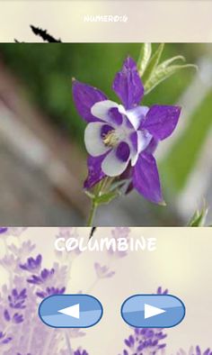 Flores, cuál se esconde - Screenshot 3