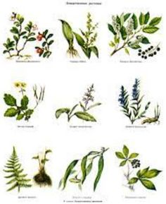 Полезные растения - Screenshot 2