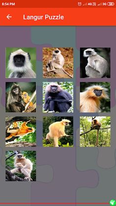 Langur Puzzle - Screenshot 4