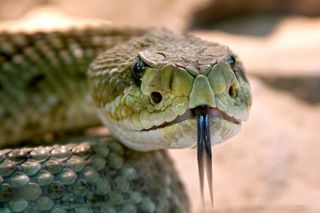 Snake games jigsaw puzzles - Screenshot 1