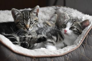 Kittens Jigsaw Puzzles - Screenshot 1