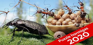 Puzzle Hormigas 🧩🐜 - Screenshot 2
