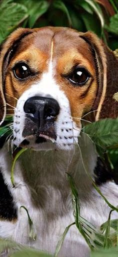 Animals 1 | Jigsaw Puzzle - Screenshot 3