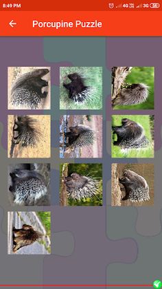 Porcupine Puzzle - Screenshot 4