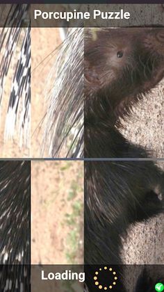 Porcupine Puzzle - Screenshot 2