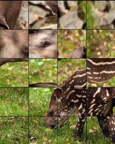 Quebra-Cabeça Mães e Filhotes - Screenshot 4